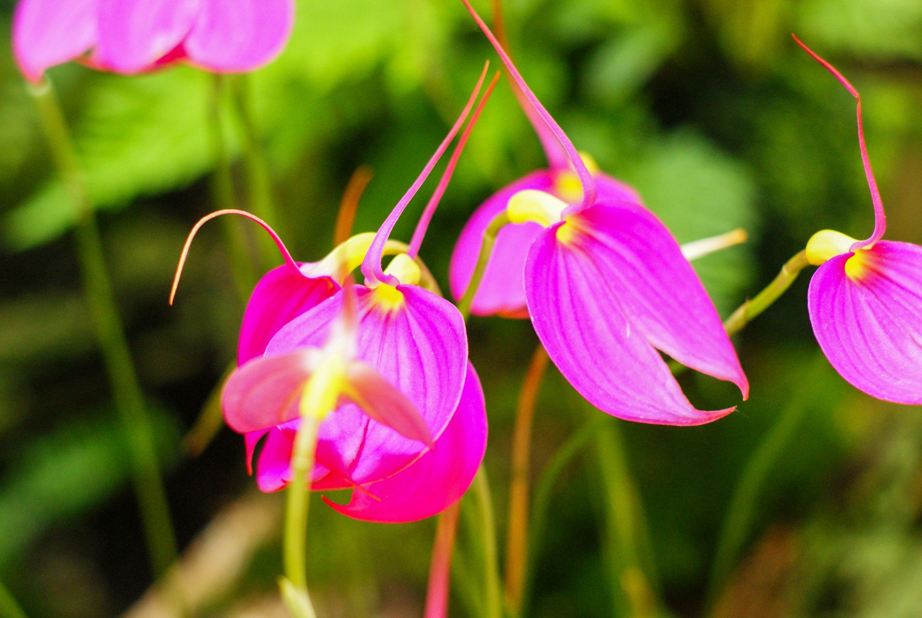 orchidée fleur singe