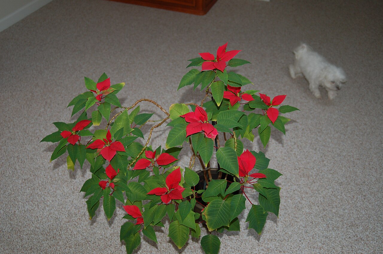 poinsettia intérieur