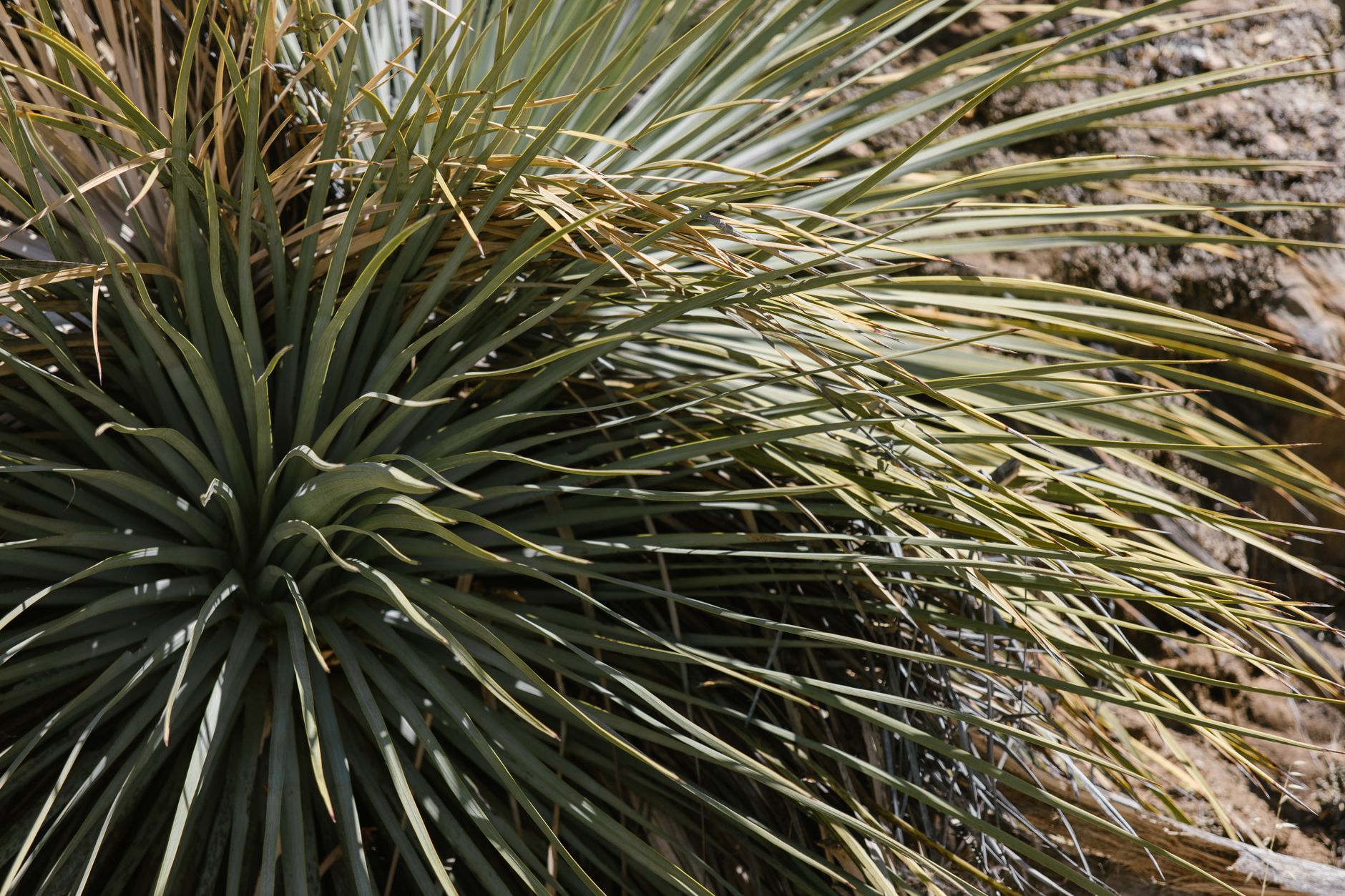 yucca feuilles jaunes