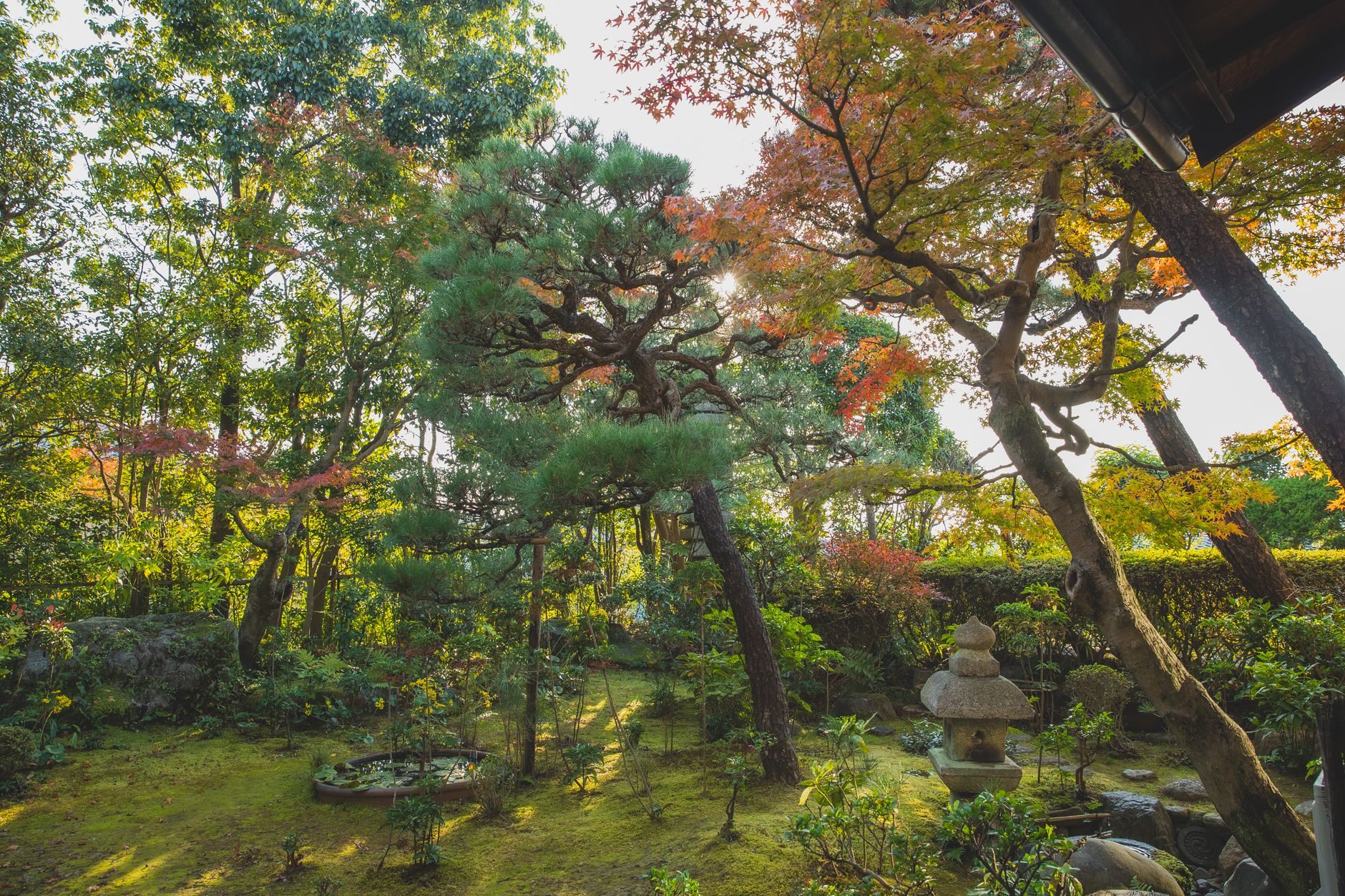 jardin japonais quelles plantes
