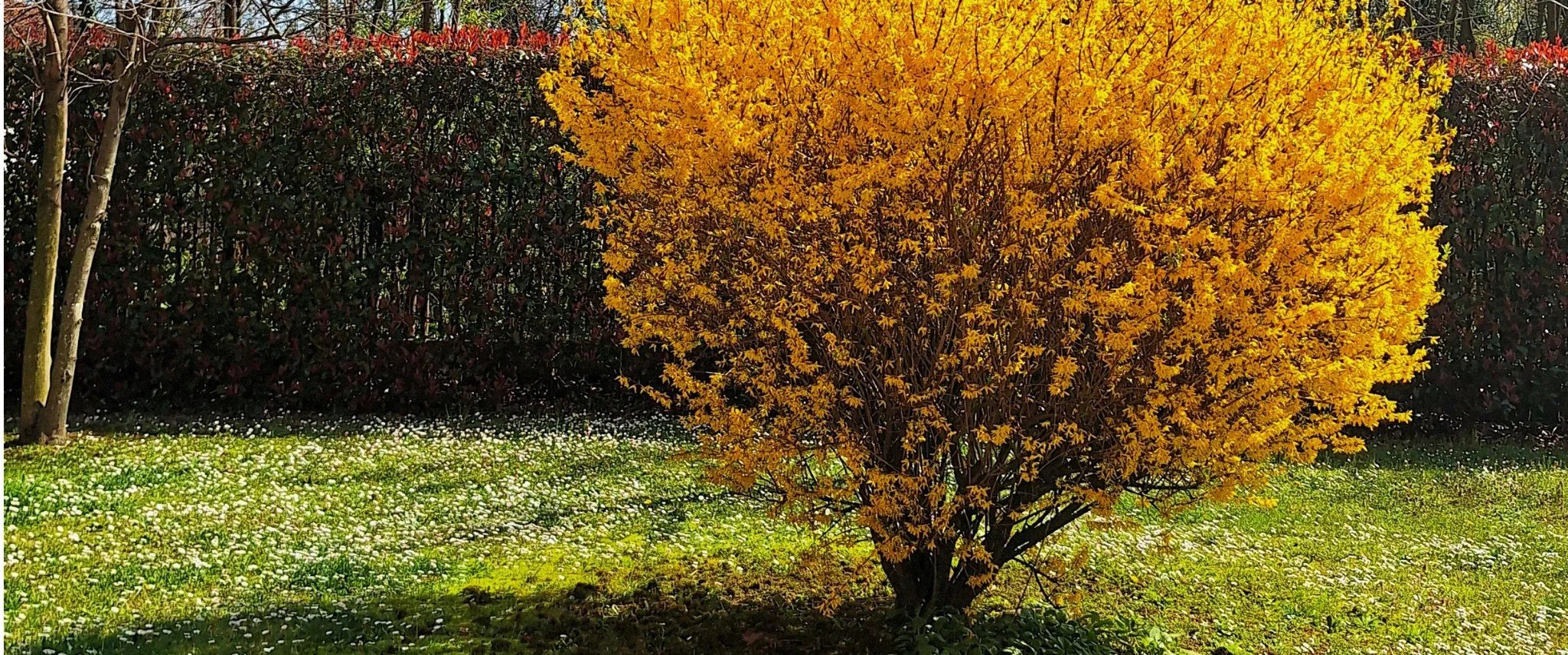 Rameaux nus d'un forsythia couverts de fleurs jaune d'or au début du printemps